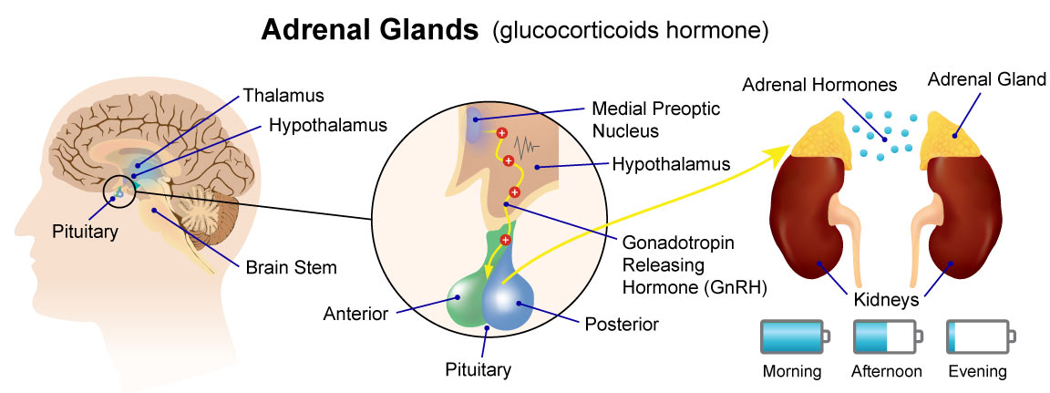 Conventional medicine inhibits excess hormones produced by adrenal glands to treat Cushing syndrome.