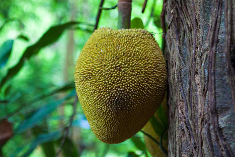 Both the fruit and heartwood of breadfruit trees may help treat thinning hair.