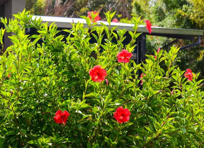 Topical oil made from Chinese hibiscus may promote hair growth, especially when combined with valerian.