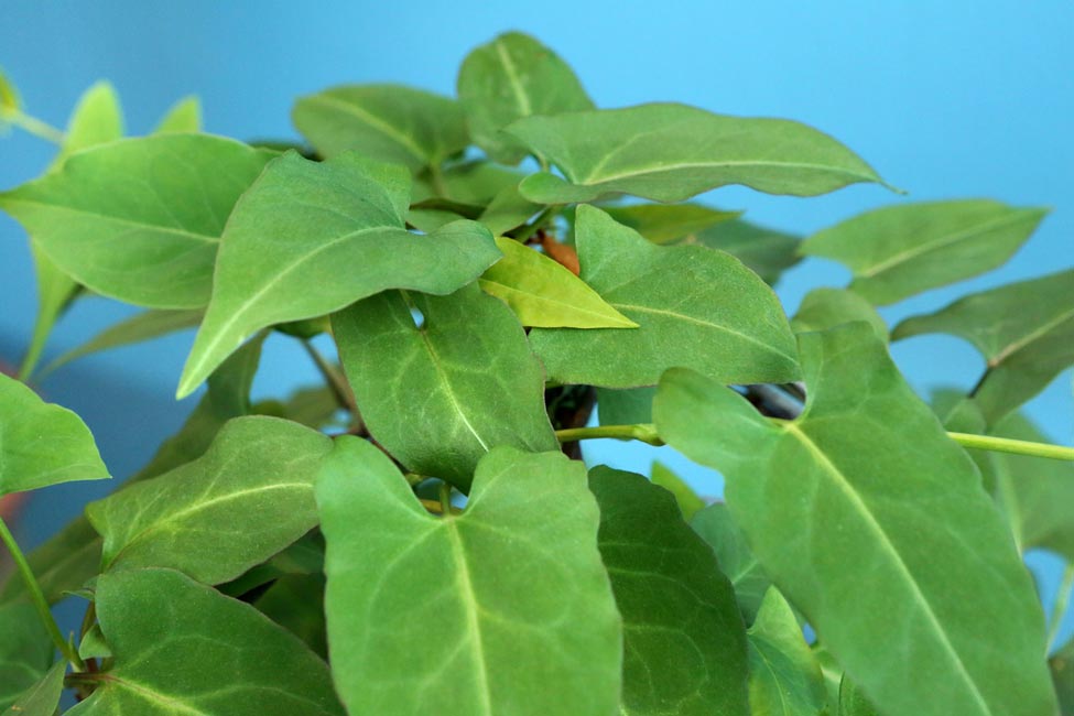 He shou wu, or Chinese knotweed, is an herb used by Traditional Chinese Medicine to treat thinning hair.