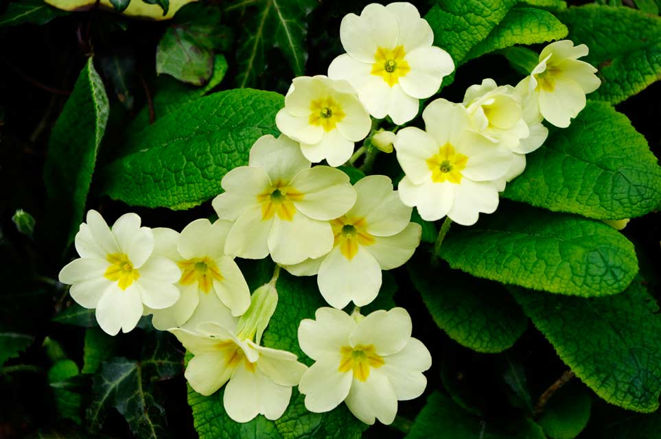 Leaves from primrose plants may help treat alopecia areata.