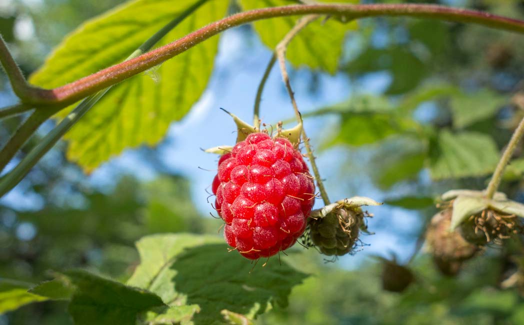 Ketones in raspberry leaves may help with hair loss.