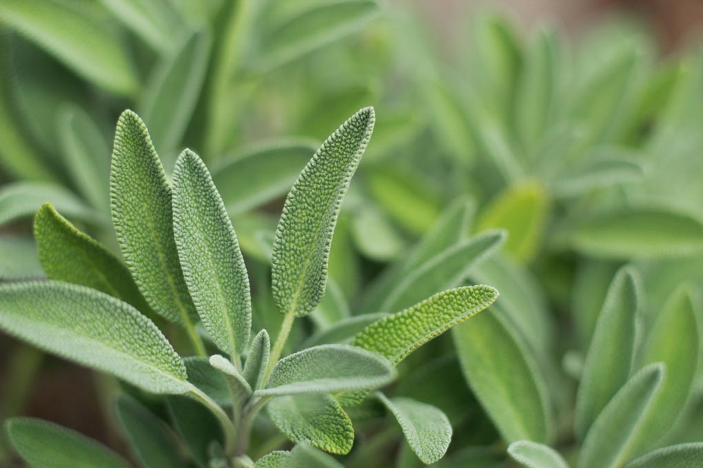 Sage can be used in recipes or herbal hair rinses to help thinning hair.