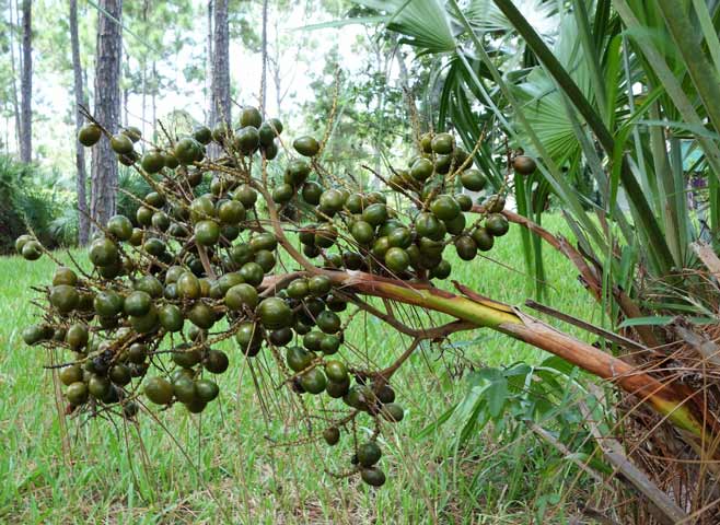 Compounds in saw palmetto berries are natural 5-alpha-reductase inhibitors.