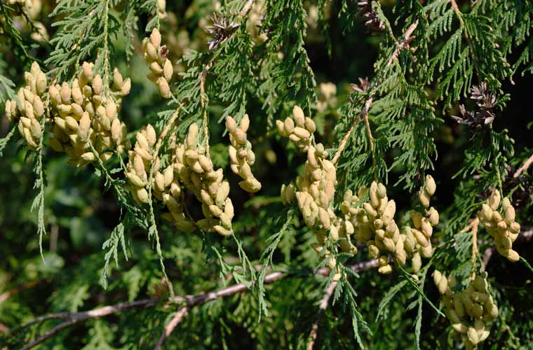 Thuja seed may help treat thinning hair.