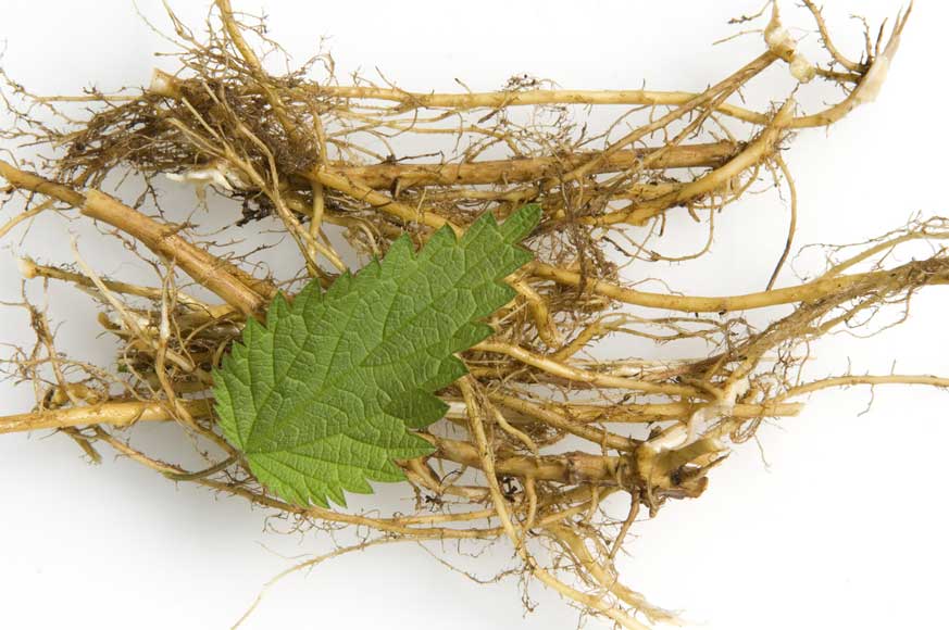 Compounds in stinging nettle root may help block excess DHT.