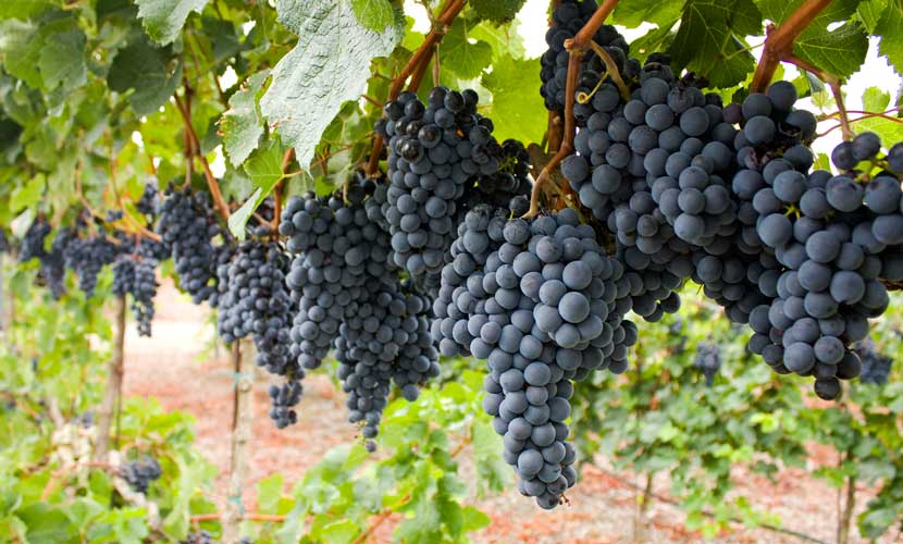 Compounds in grapes, grape seeds, and even grape leaves may help treat all types of hair loss.